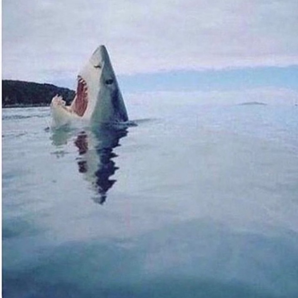 RARE Photo of Shark Stepping on a Lego 😂😂😂